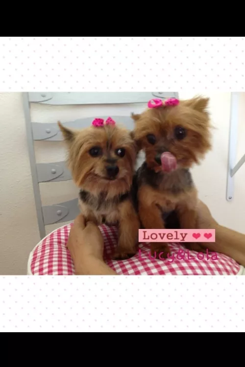 Lovely Dog Beauty Salon, California, Torrance